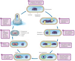 Sporulation process in Bacillus species