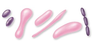 Illustration of bacilli shapes