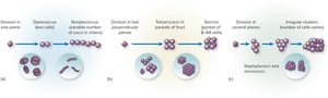 Diagram of cocci arrangements