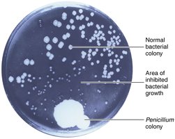 Penicillium colony inhibiting bacterial growth