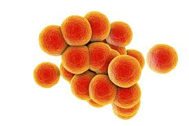 Staphylococcus aureus cluster