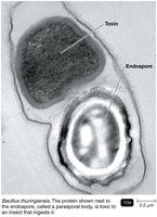 Bacillus thuringiensis endospore and toxin