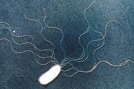 Bacteria with flagella