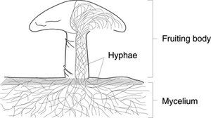 Fungal structure: hyphae and mycelium