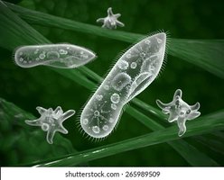 Protozoa: Paramecium and Amoeba