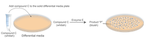 Biochemical test strips for bacterial identification