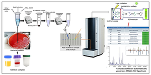 MALDI-TOF MS workflow for bacterial identification