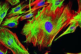 Histological stains under bright-field microscopy