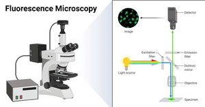 Fluorescence microscopy image of cells