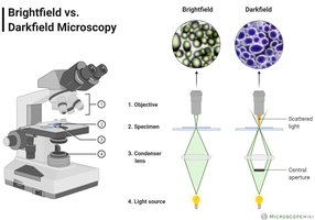 Dark-field microscopy image of cells