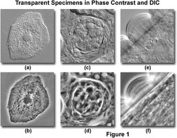 Phase contrast microscopy diagram