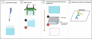 Western blot protein bands