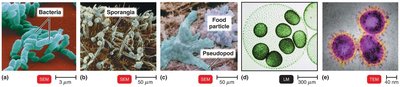 Types of microorganisms: bacteria, fungi, protozoa, algae, viruses