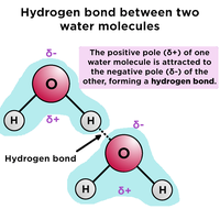 Hydrogen bond between two water molecules