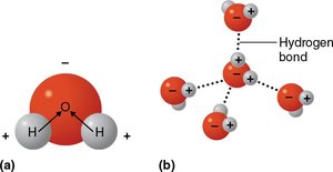Hydrogen bonds in water molecules