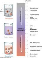 pH scale and examples of acidic, neutral, and basic solutions