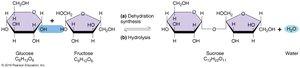 Formation of disaccharide from monosaccharides