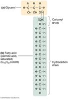 Structure of glycerol and fatty acid