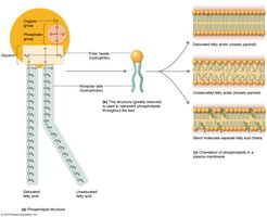 Phospholipid structure and membrane arrangement