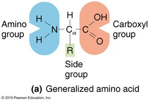 Generalized amino acid structure