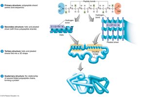 Levels of protein structure
