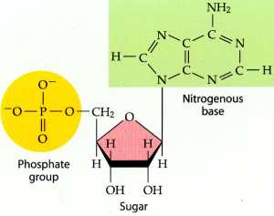 Nucleotide structure