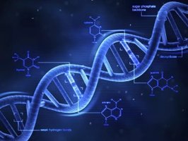 DNA double helix structure