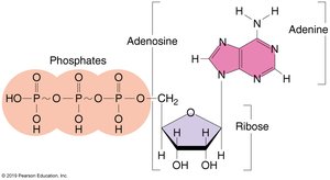 ATP structure showing adenine, ribose, and phosphate groups