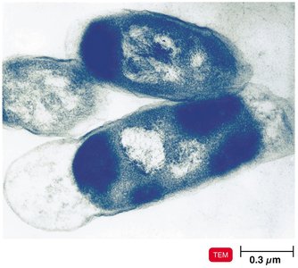 Indigo-producing E. coli bacteria