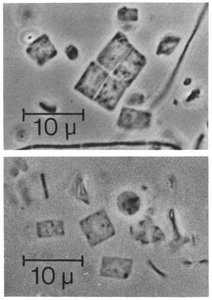 Haloquadratum walsbyi, square-shaped archaea