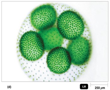 Volvox, a pond alga
