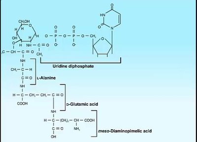 Cell wall inhibitors