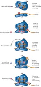 Sites of inhibition on bacterial ribosome
