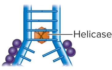 Fluoroquinolone mechanism
