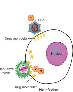 Inhibition of virus entry