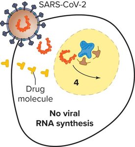 Inhibition of nucleic acid synthesis