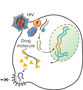 Inhibition of viral assembly/release