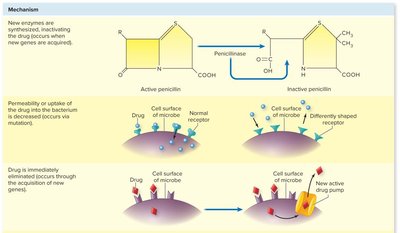 Mechanisms of drug resistance
