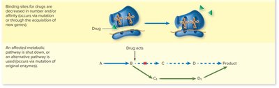 Binding site and metabolic pathway resistance