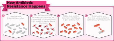 How antibiotic resistance happens
