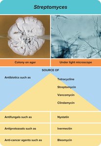 Streptomyces as a source of antibiotics