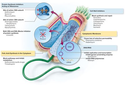 Primary sites of action of antimicrobial drugs