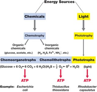 Classification of metabolic types based on energy sources