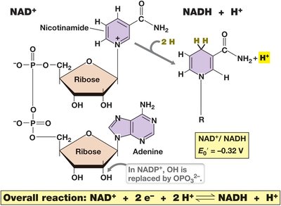 NAD+/NADH redox coenzymes