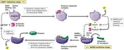 NAD+/NADH cycling: electron shuttling