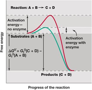 The catalytic cycle of an enzyme