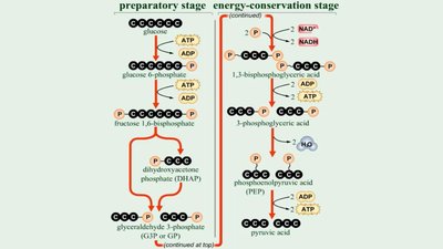 Overview of glycolysis pathway