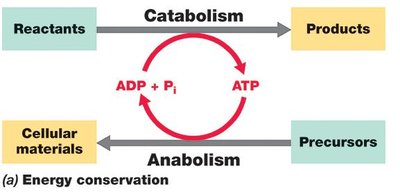 Energy conservation in catabolism and anabolism