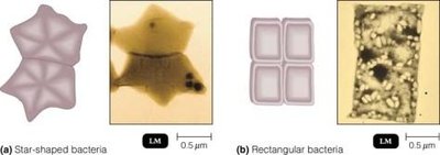 Unusual bacterial shapes: star and rectangular