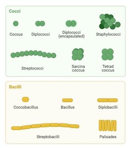 Cocci and bacilli arrangements